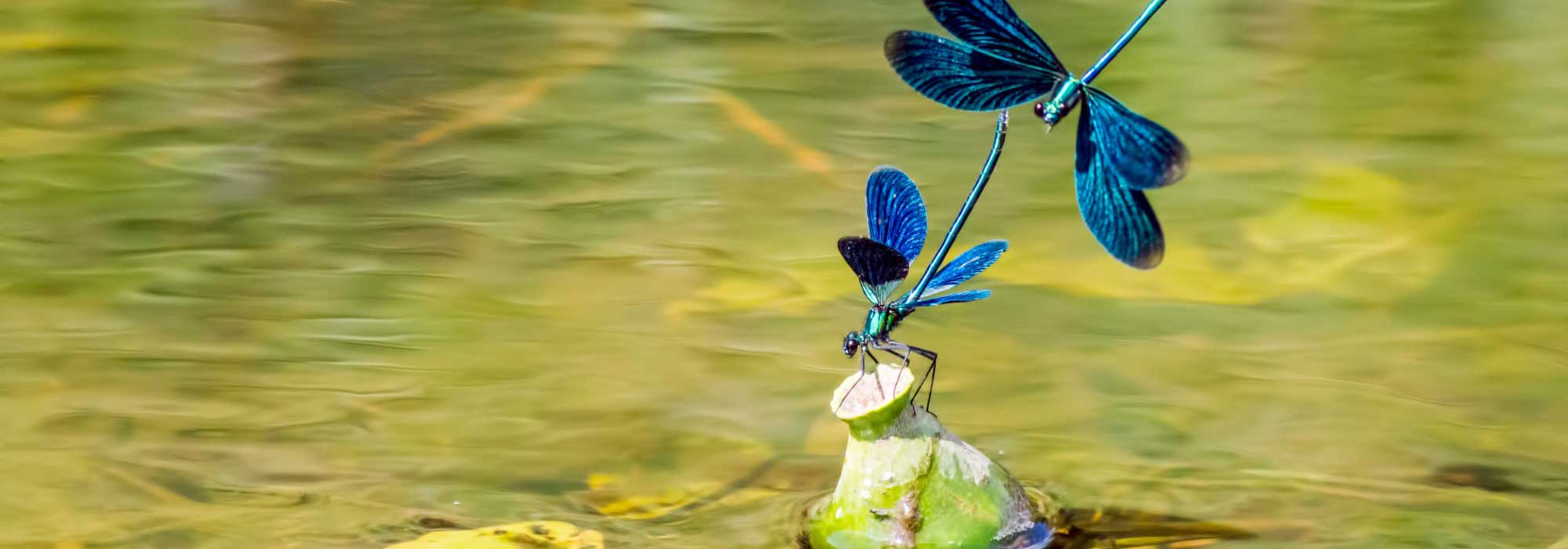 Libellule, rane, uccelli… installate uno stagno per accoglierli!