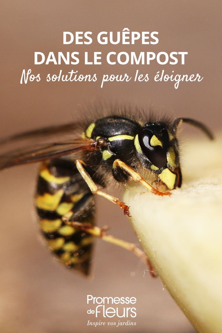 allontanare le vespe dal compost, come fare?
