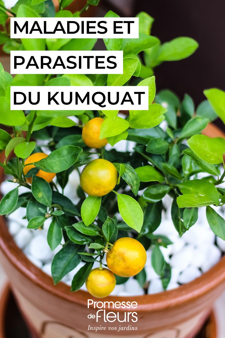 Kumquat come prendersene cura