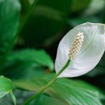 Fleur de lune, Spathiphyllum: coltivare, curare