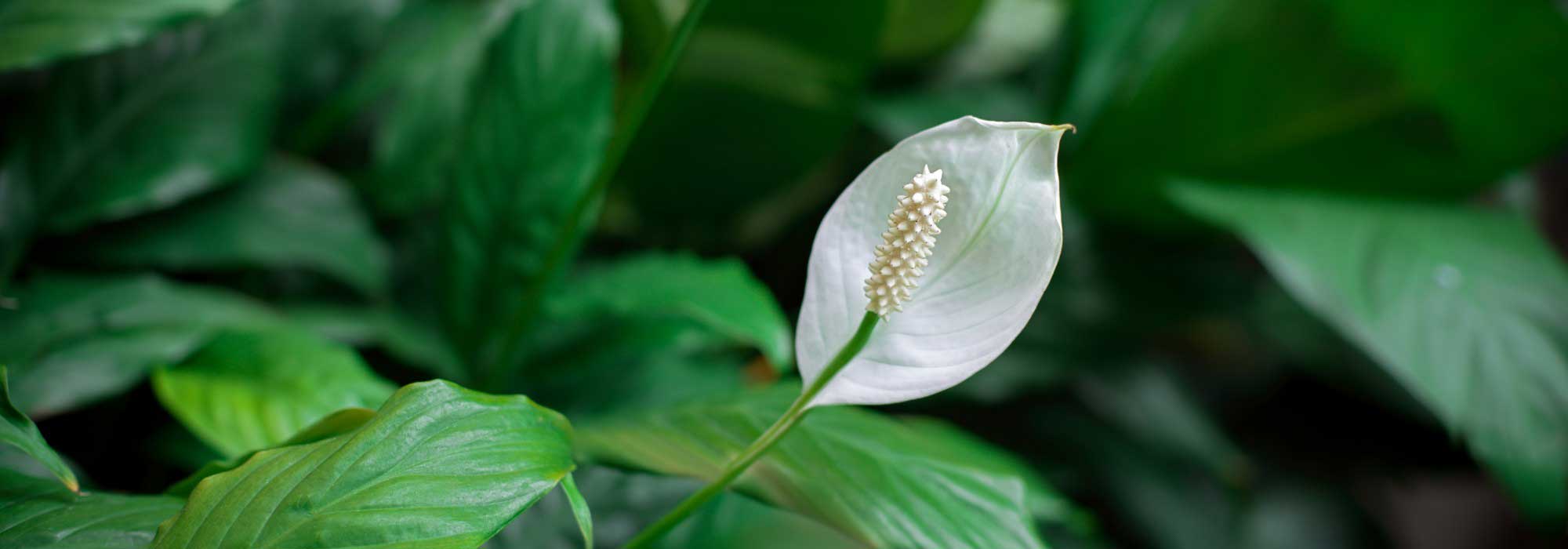 Fleur de lune, Spathiphyllum: coltivare, curare