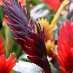 Vriesea: coltivazione, fioritura e cura di questa pianta d'appartamento