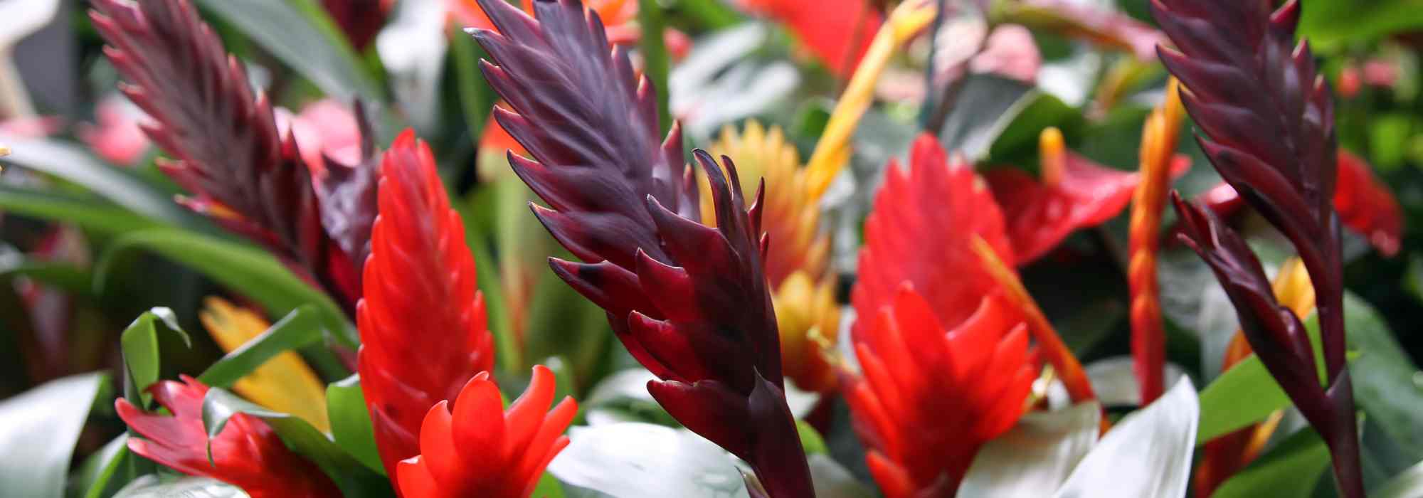 Vriesea: coltivazione, fioritura e cura di questa pianta d'appartamento