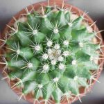 Il tuo cactus sta ingiallendo? Scopri le cause e le soluzioni