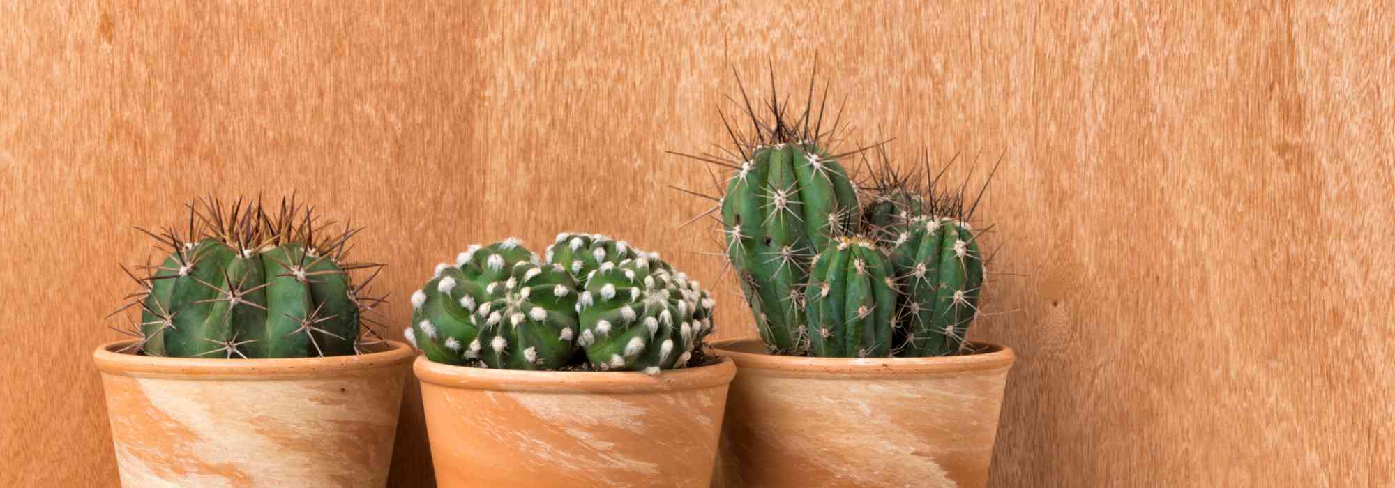 Cactus da interno: le specie più facili da coltivare