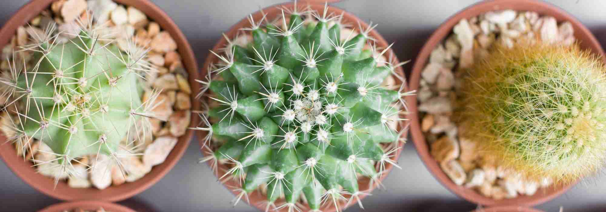Il tuo cactus sta ingiallendo? Scopri le cause e le soluzioni
