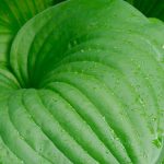 I migliori Hosta a fogliame verde per abbellire il giardino