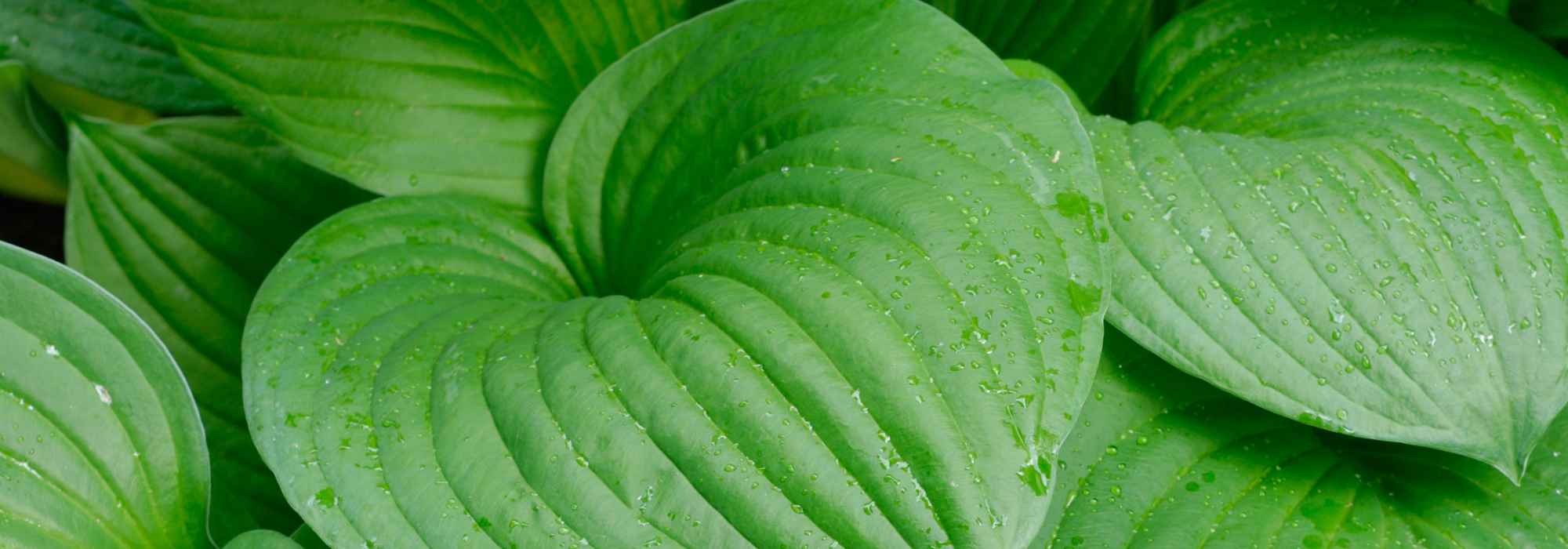 I migliori Hosta a fogliame verde per abbellire il giardino