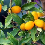 Kumquat: le malattie e i parassiti più comuni