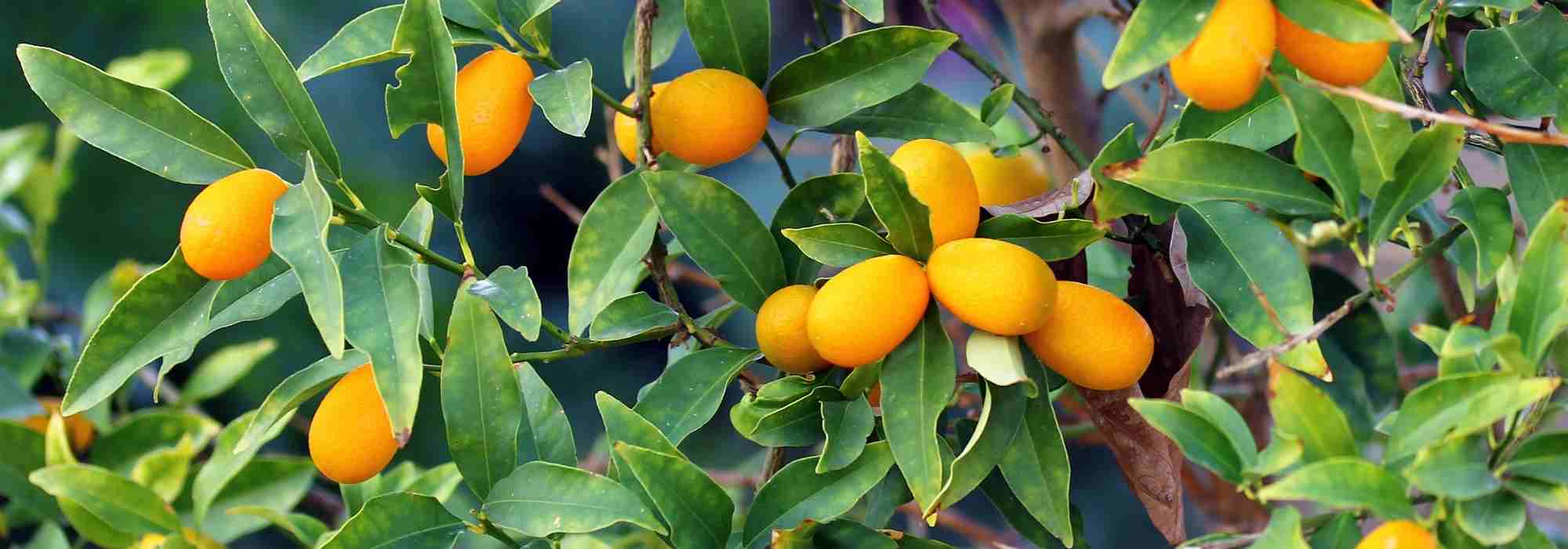 Kumquat: le malattie e i parassiti più comuni