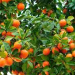 Come coltivare un arancio in piena terra o in vaso?