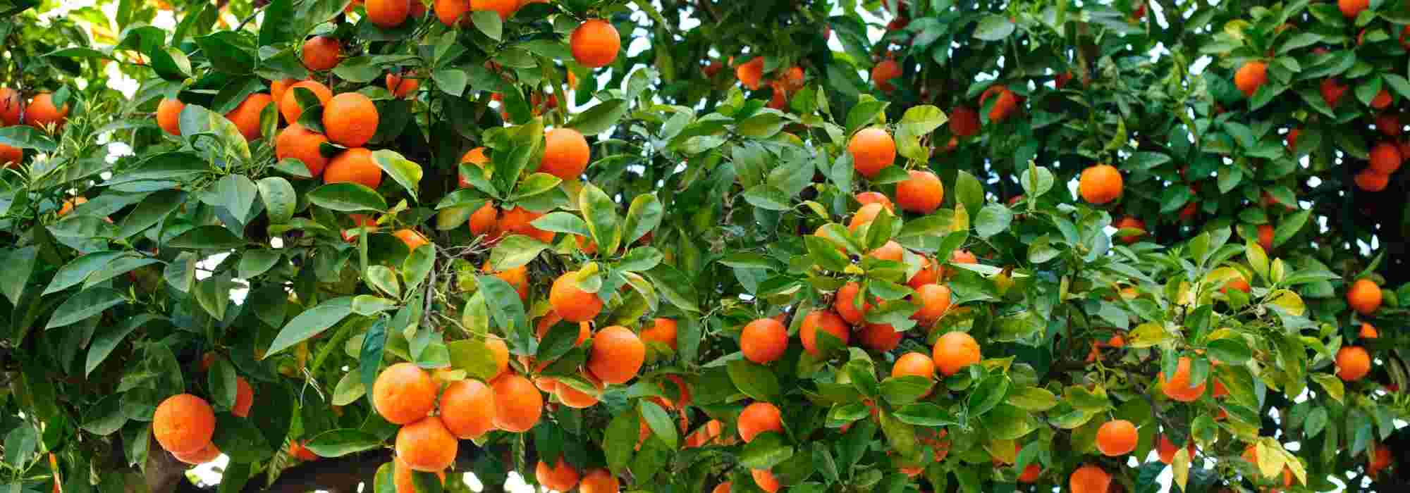 Come coltivare un arancio in piena terra o in vaso?