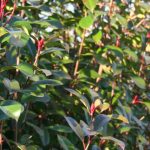Photinia e siccità: quale resistenza e come aiutarla in estate?