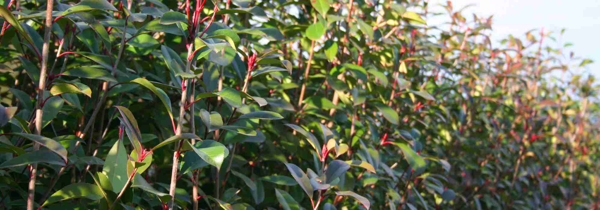 Photinia e siccità: quale resistenza e come aiutarla in estate?