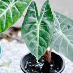 Quando e come rinvasare un alocasia?