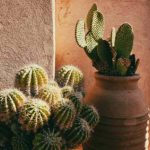 Quando e come rinvasare un cactus?