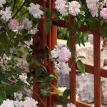 Quale rosa rampante scegliere per la coltivazione in vaso?