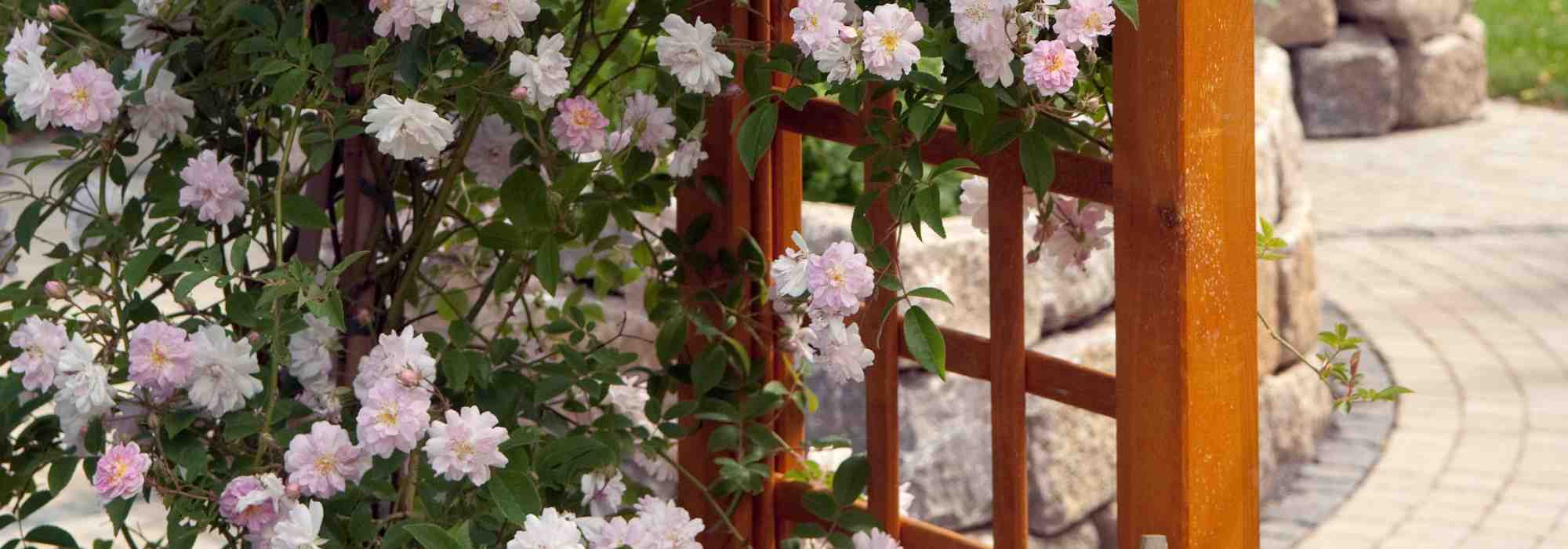Quale rosa rampante scegliere per la coltivazione in vaso?