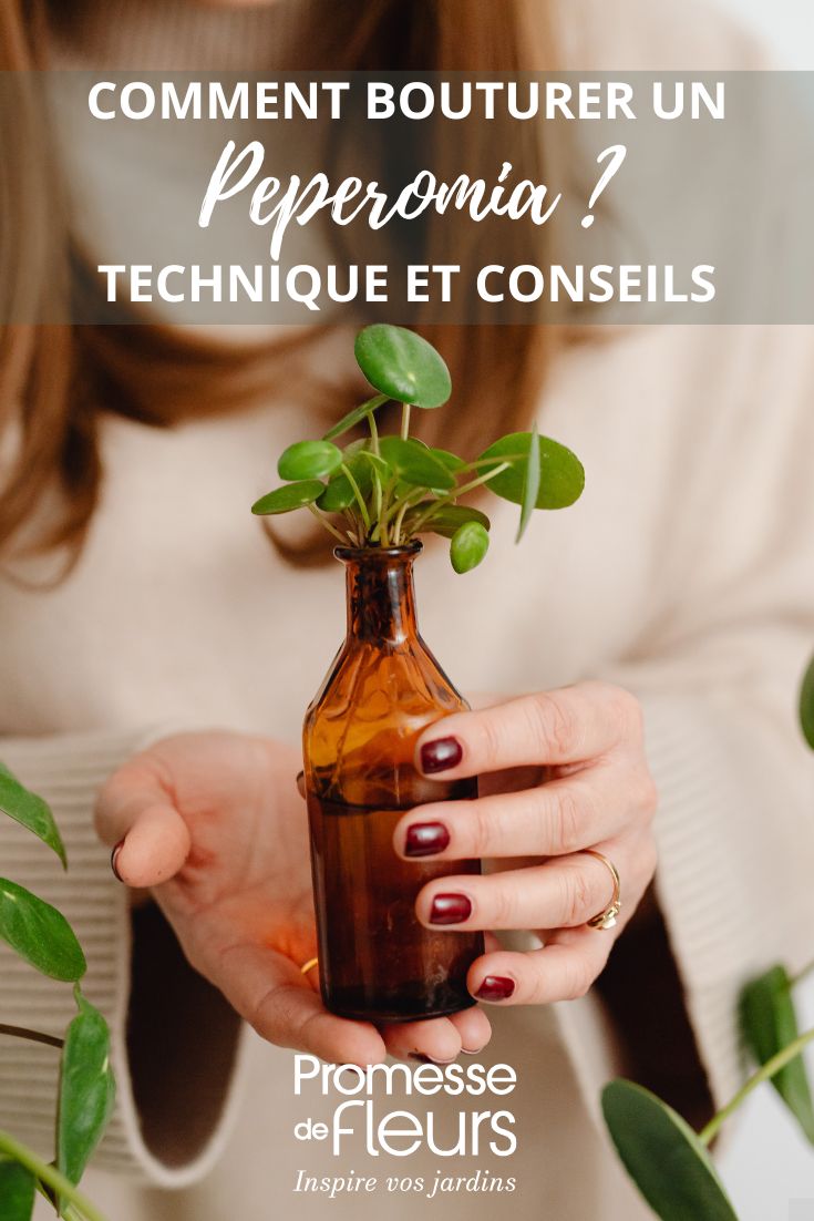 Talea di un *Peperomia*