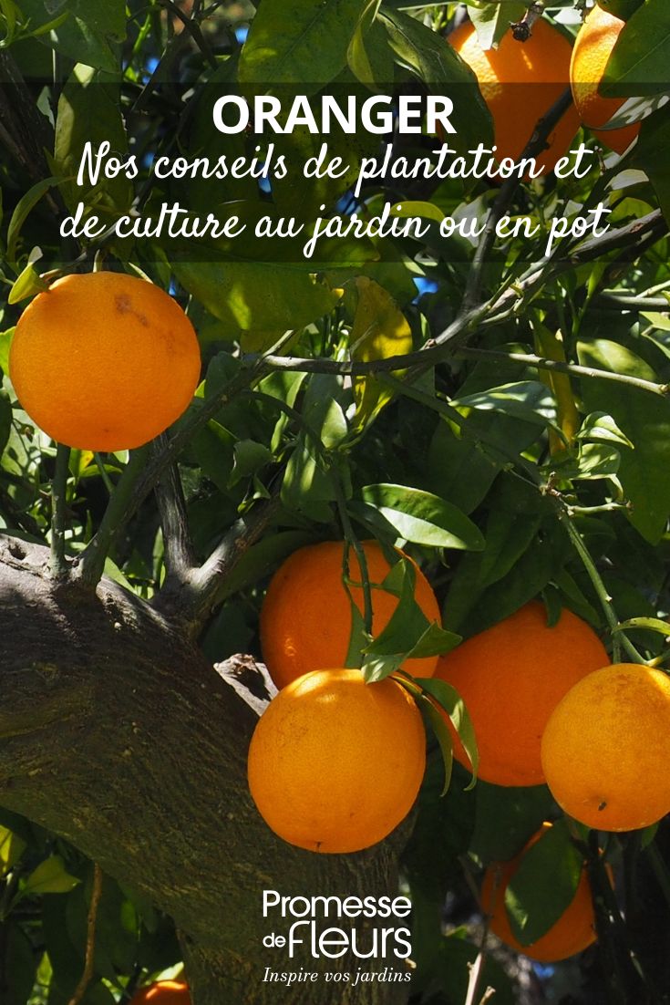 come coltivare un arancio?