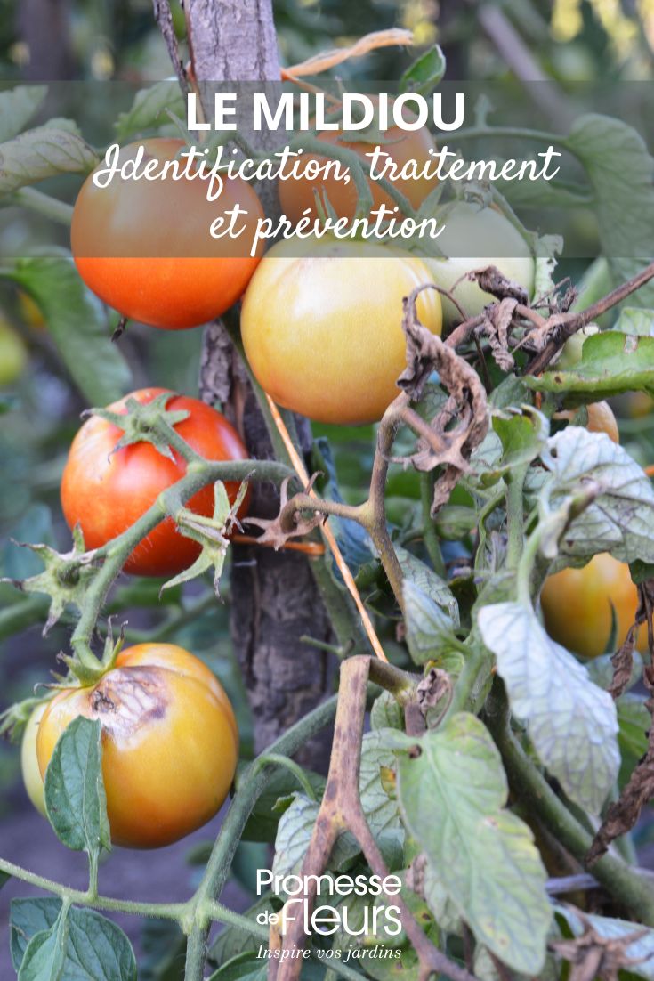 curare e prevenire la peronospora