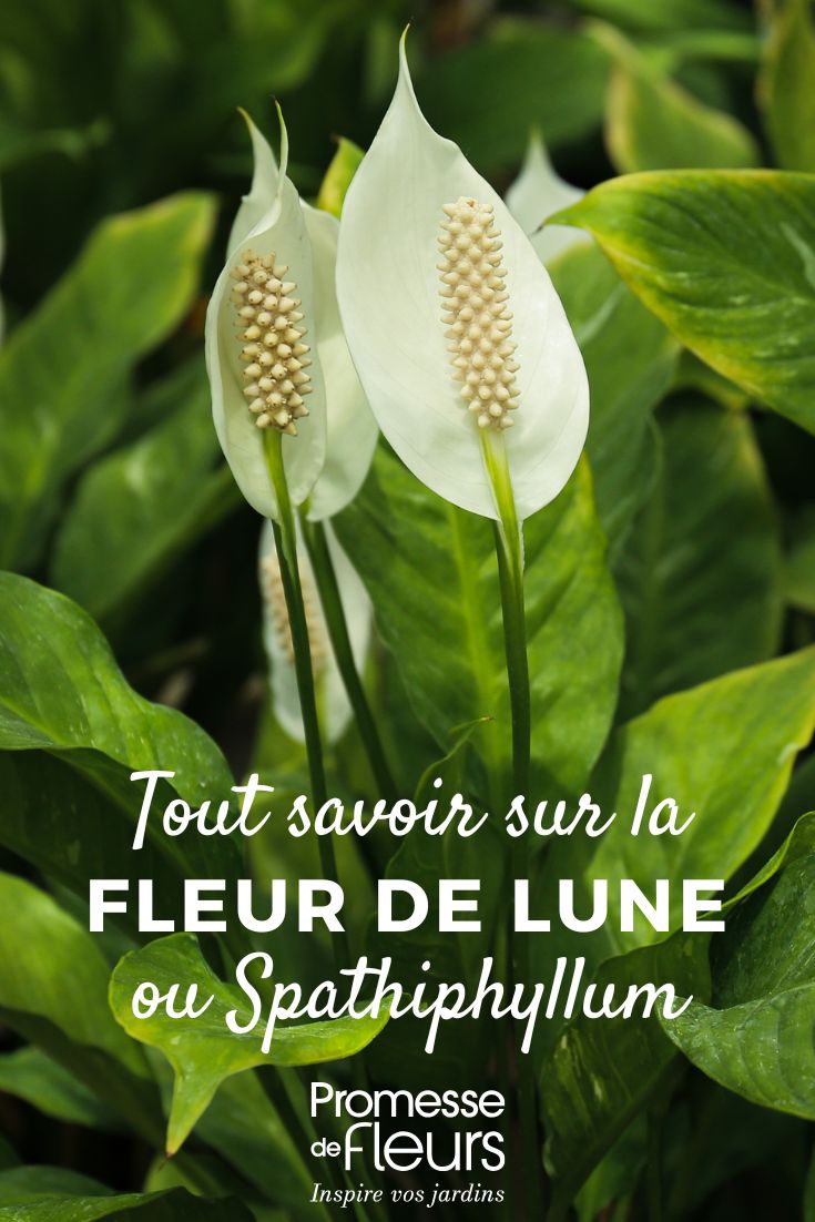 fior di luna: cura, piantagione