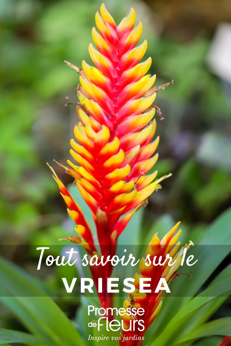 Vriesea: coltivazione, fioritura e cura di questa pianta d'appartamento