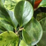 Come propagare un *Peperomia*?