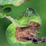 Il mildio: identificazione, trattamento, prevenzione