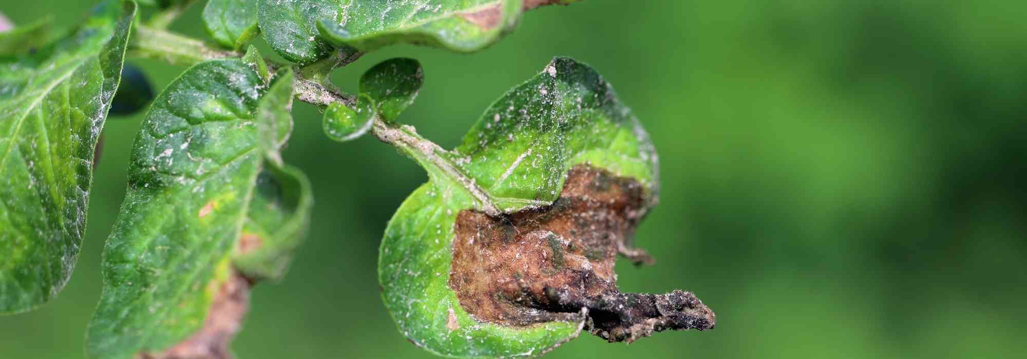 Il mildio: identificazione, trattamento, prevenzione
