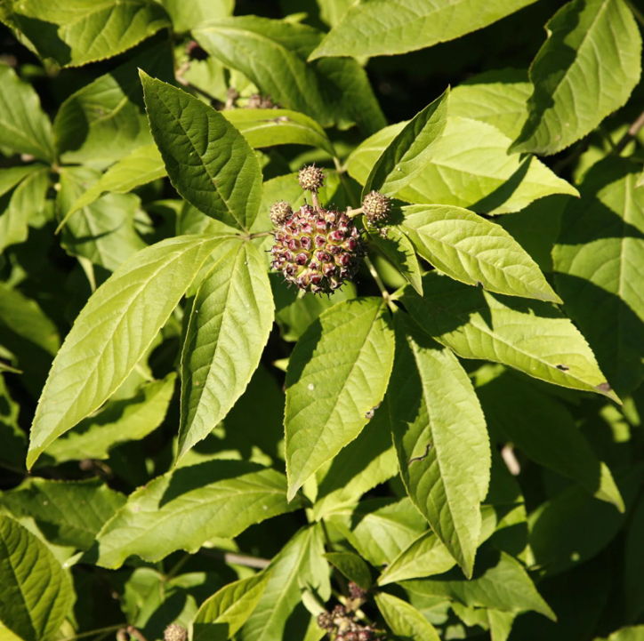 Eleuterococco - Acanthopanax