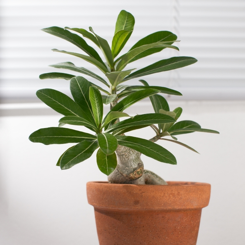 Rosa del deserto - Adenium