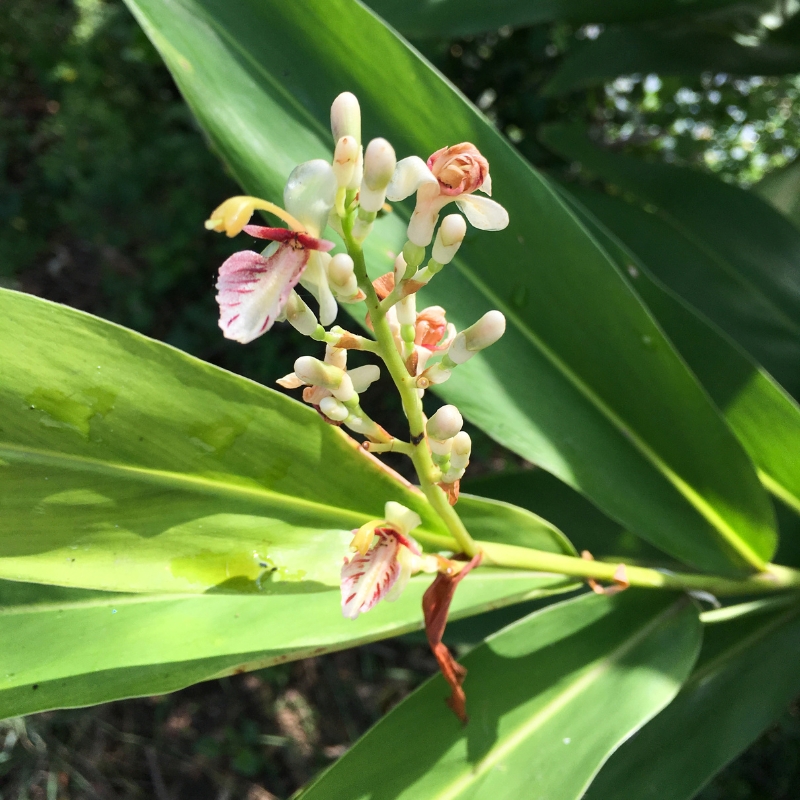 Alpinia - Galangas