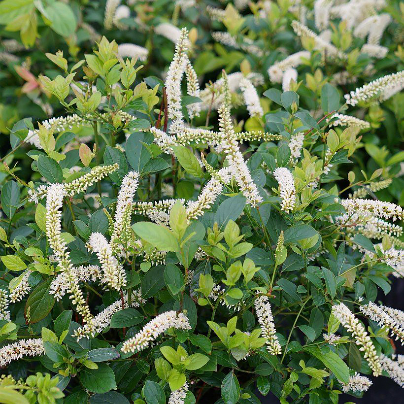 Arbusti profumati per l'estate