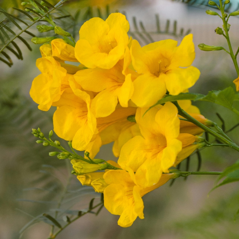 Arbusti esotici con fiori gialli e arancioni