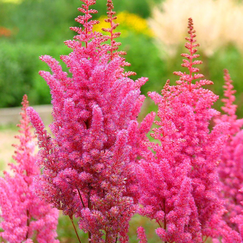 Astilbe a fiori rosa