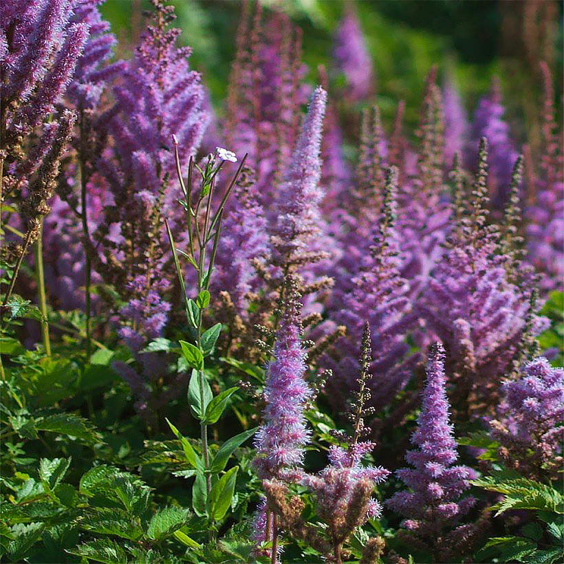 Astilbe a fiori viola
