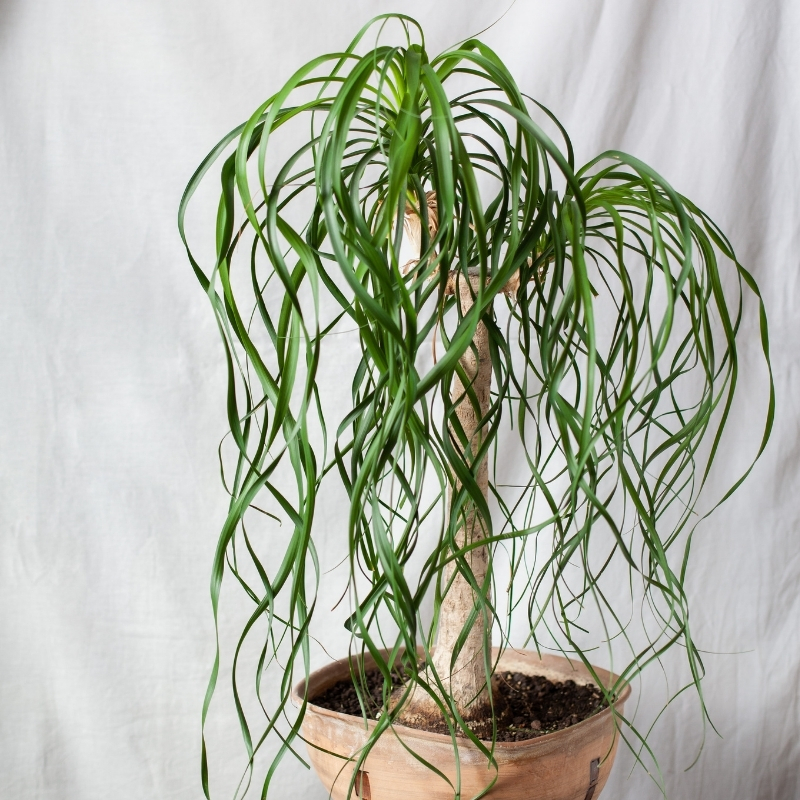 Mangiafumo pianta - Beaucarnea