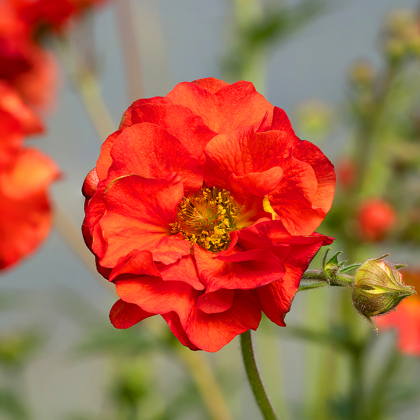 Geum - Erba benedetta
