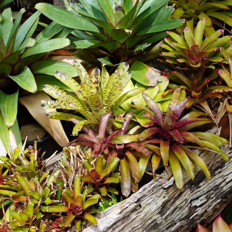 Bromeliacee da interno