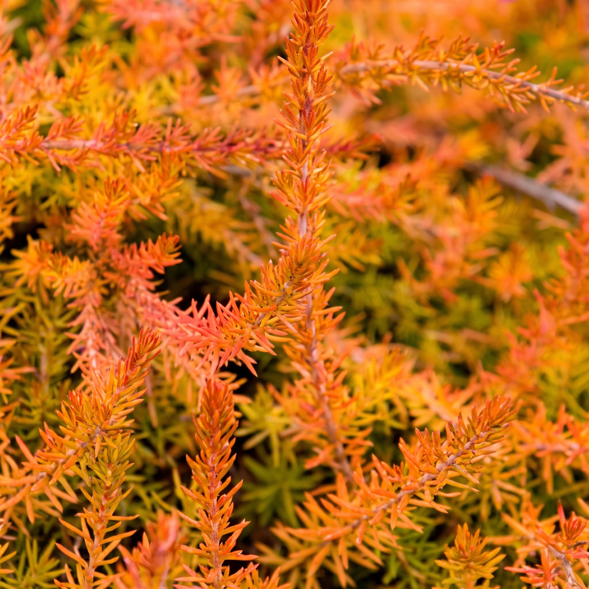Erica con fogliame arancione, rame o bronzo