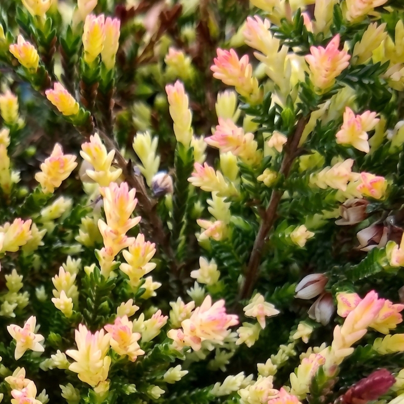 Erica con fogliame variegato