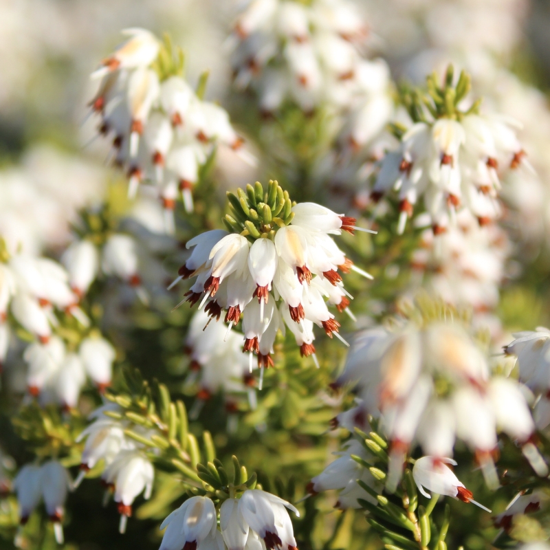Erica a fiori bianchi