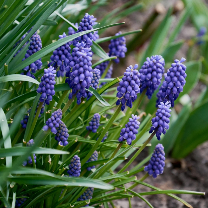 Bulbi primaverili da fiore blu