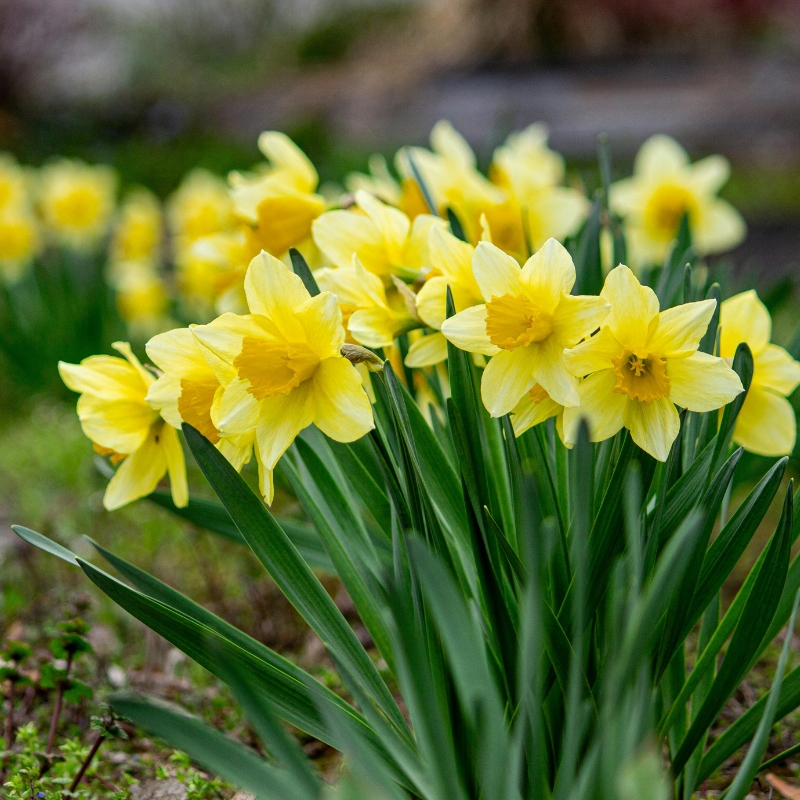 Bulbi primaverili da fiore gialli