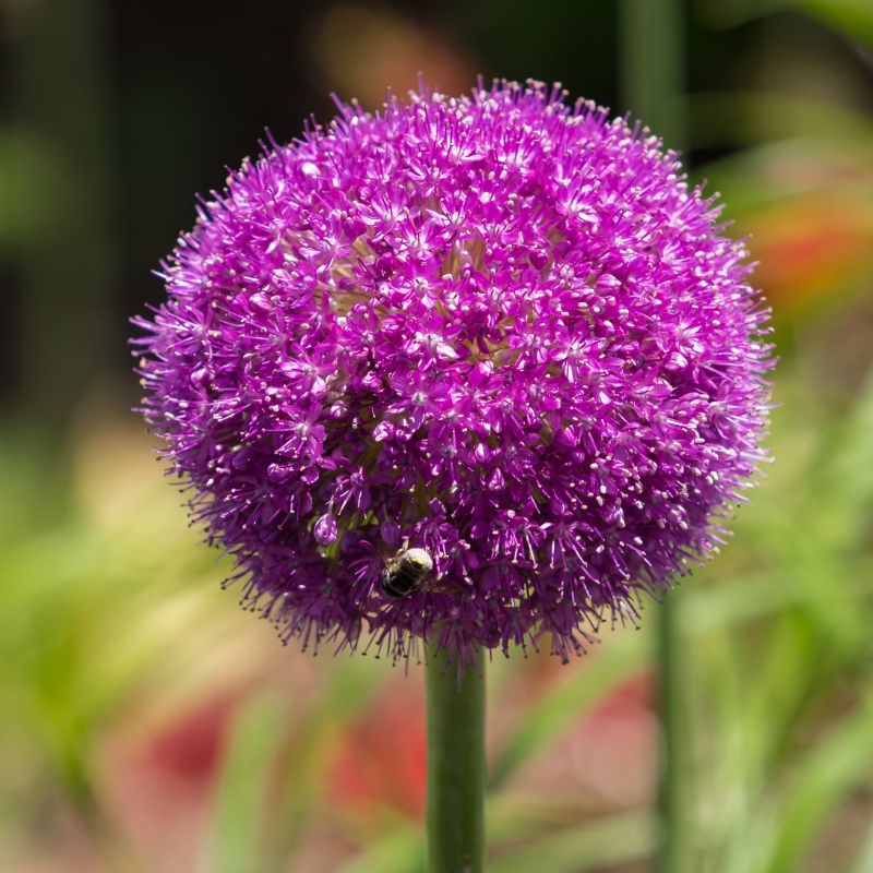Bulbi primaverili da fiore porpora