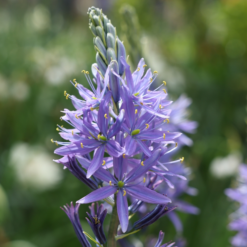 Bulbi da fiore blu
