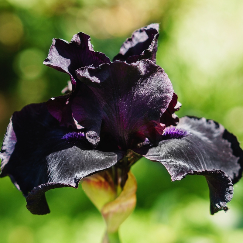 Bulbi da fiore neri