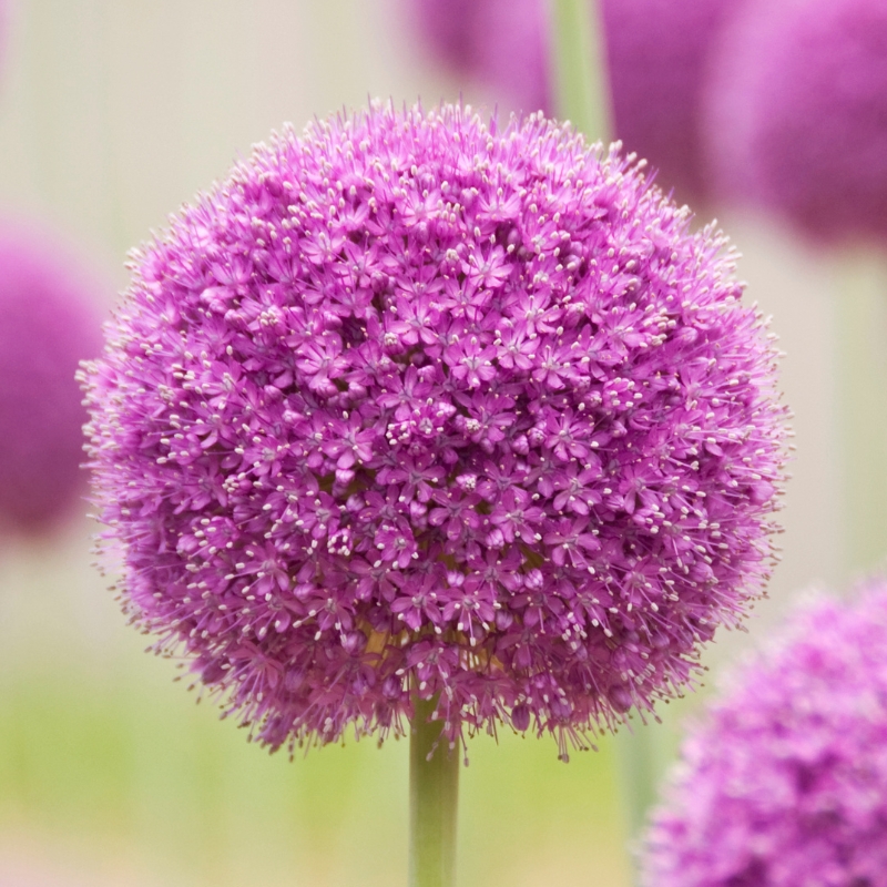 Bulbi da fiore viola, malva o porpora