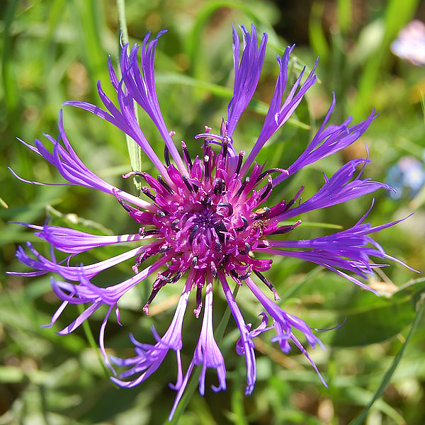 Centaurea - Fiordaliso